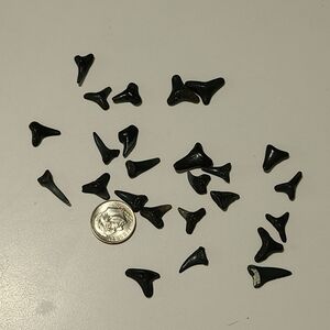 SALE! Fossilized Shaeks Teeth 25